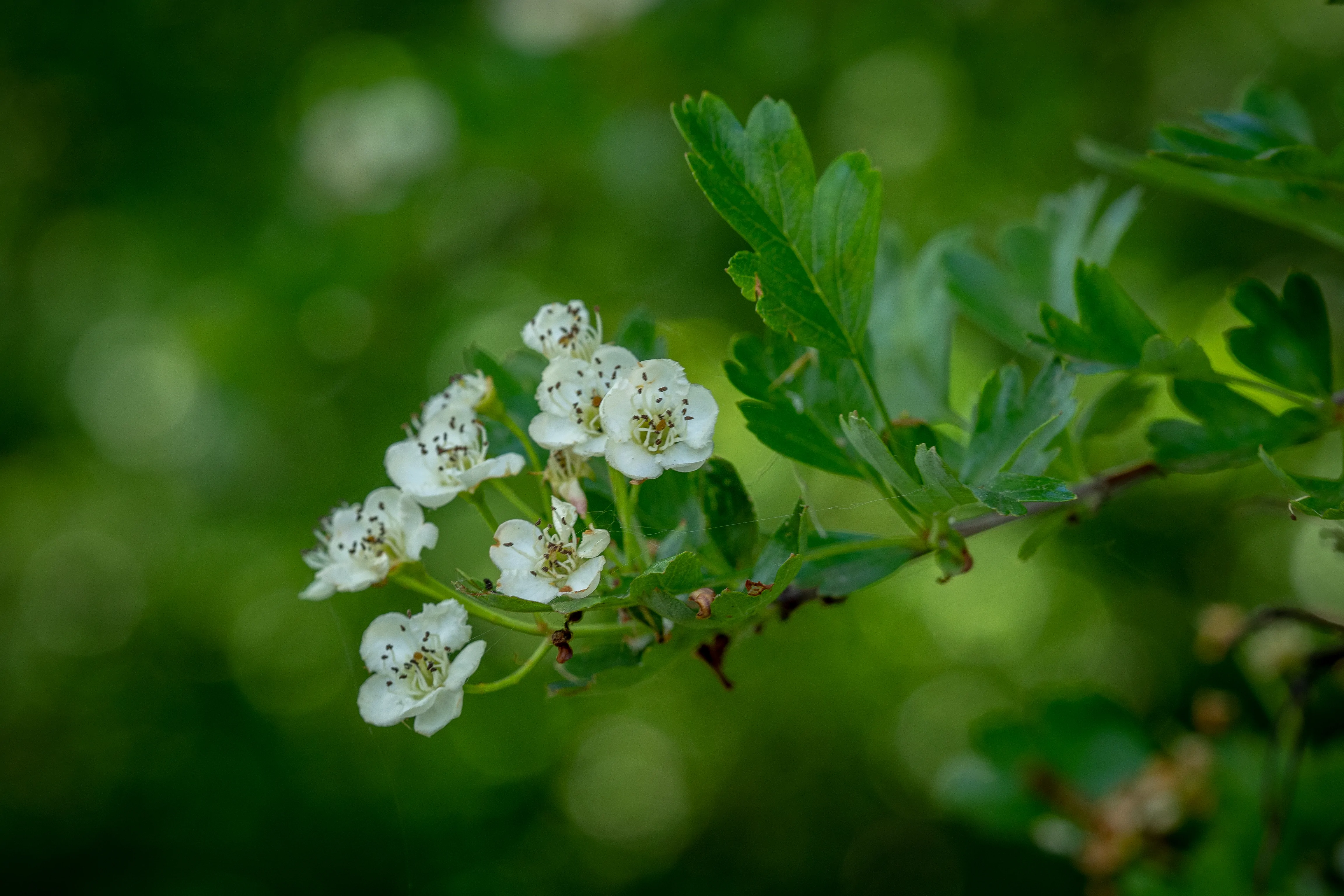 fiore di biancospino