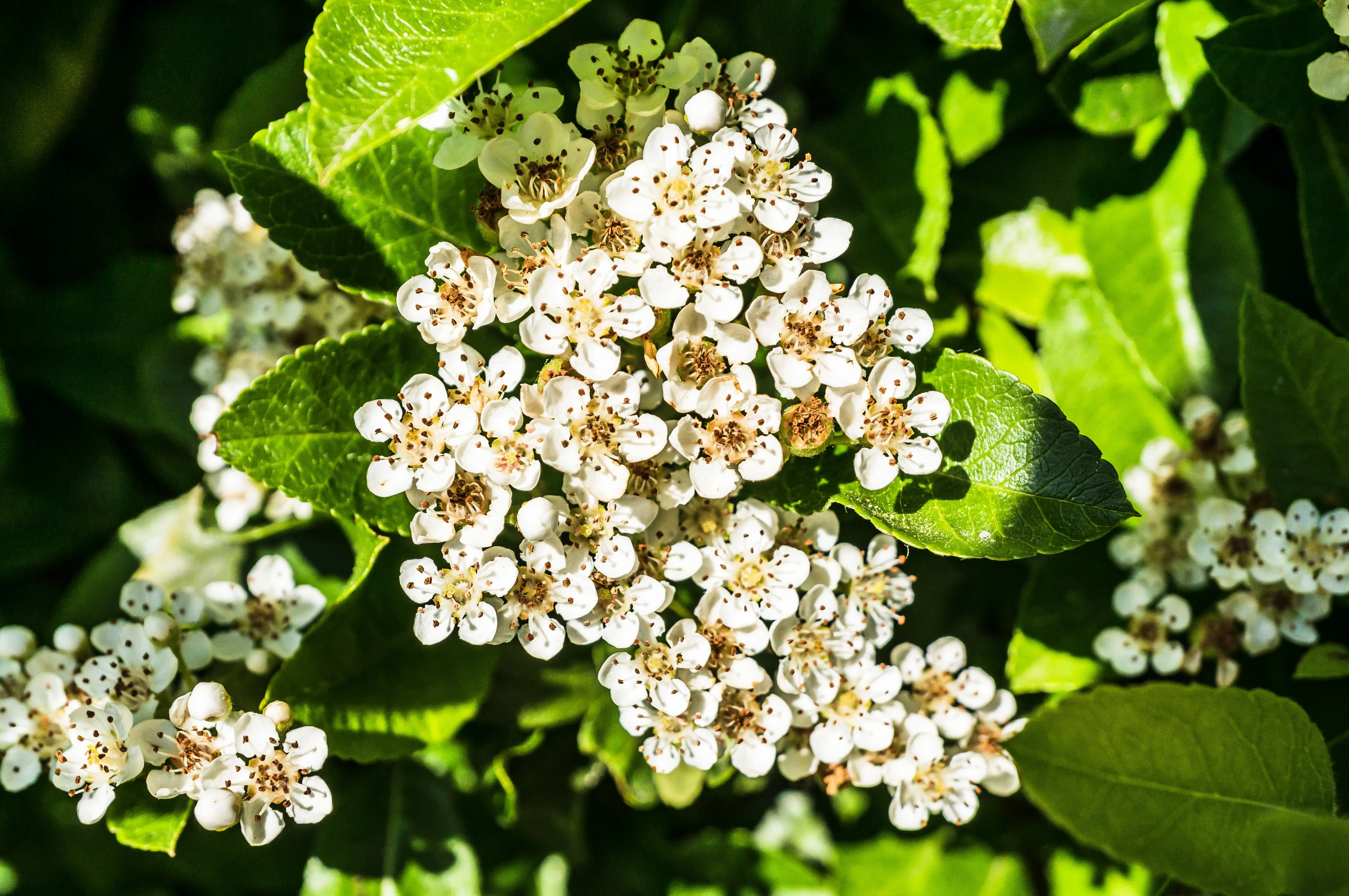 fiori di biancospino