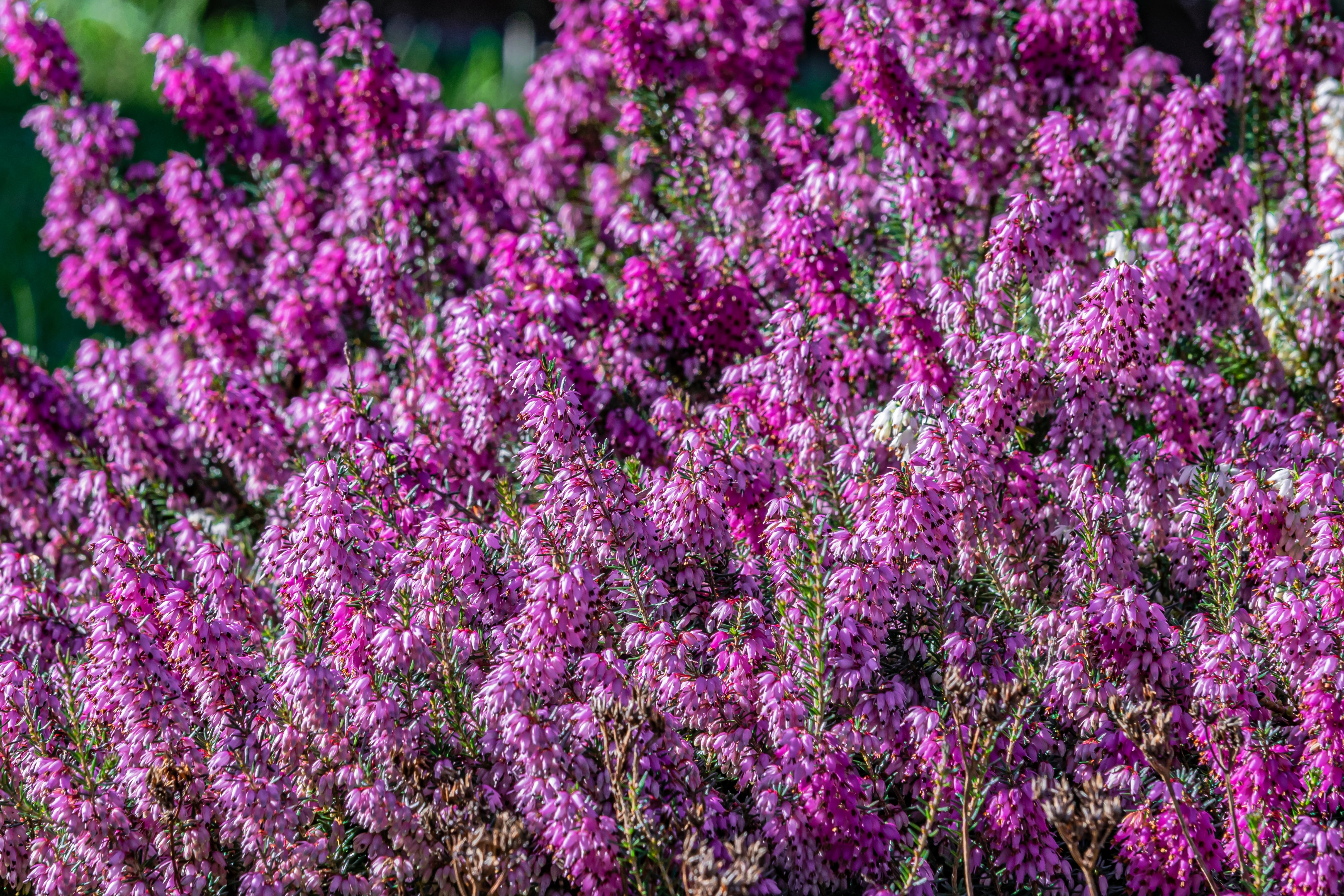 fiore di calluna
