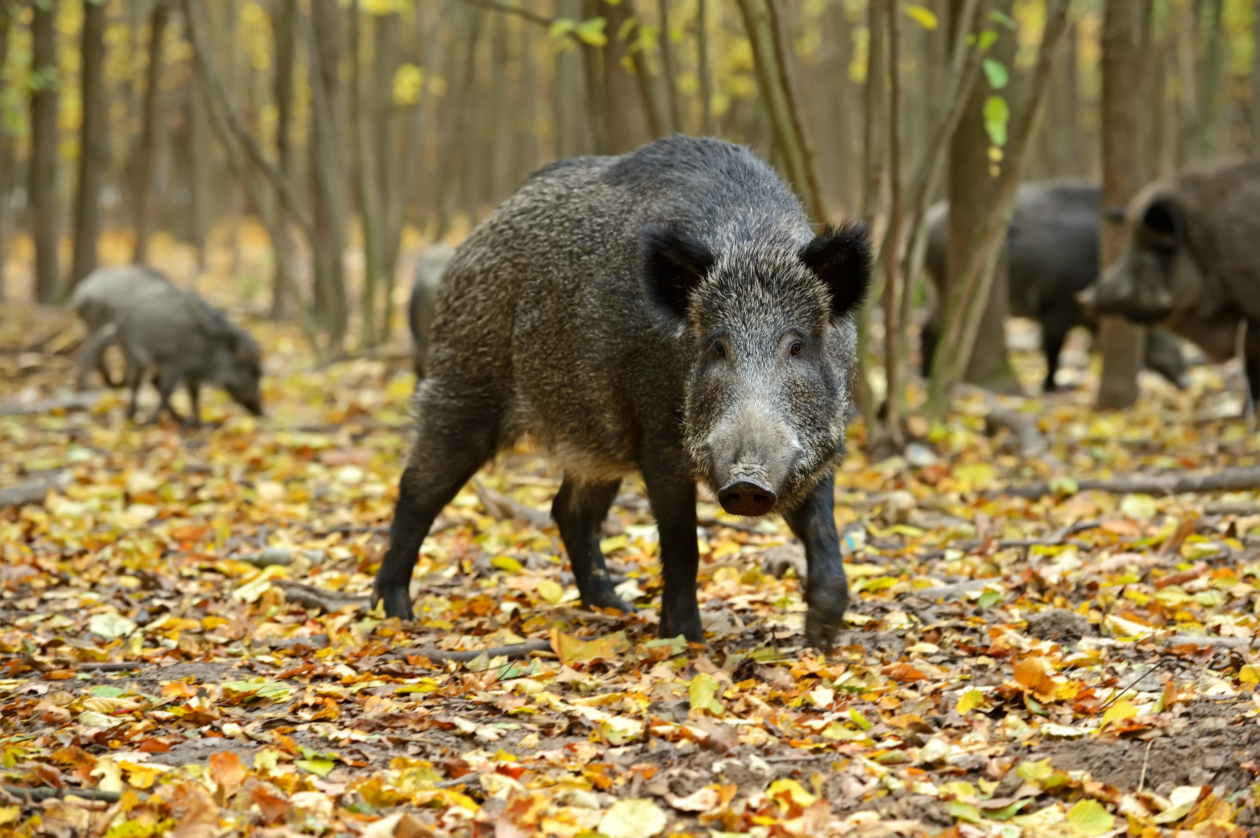 cinghiale