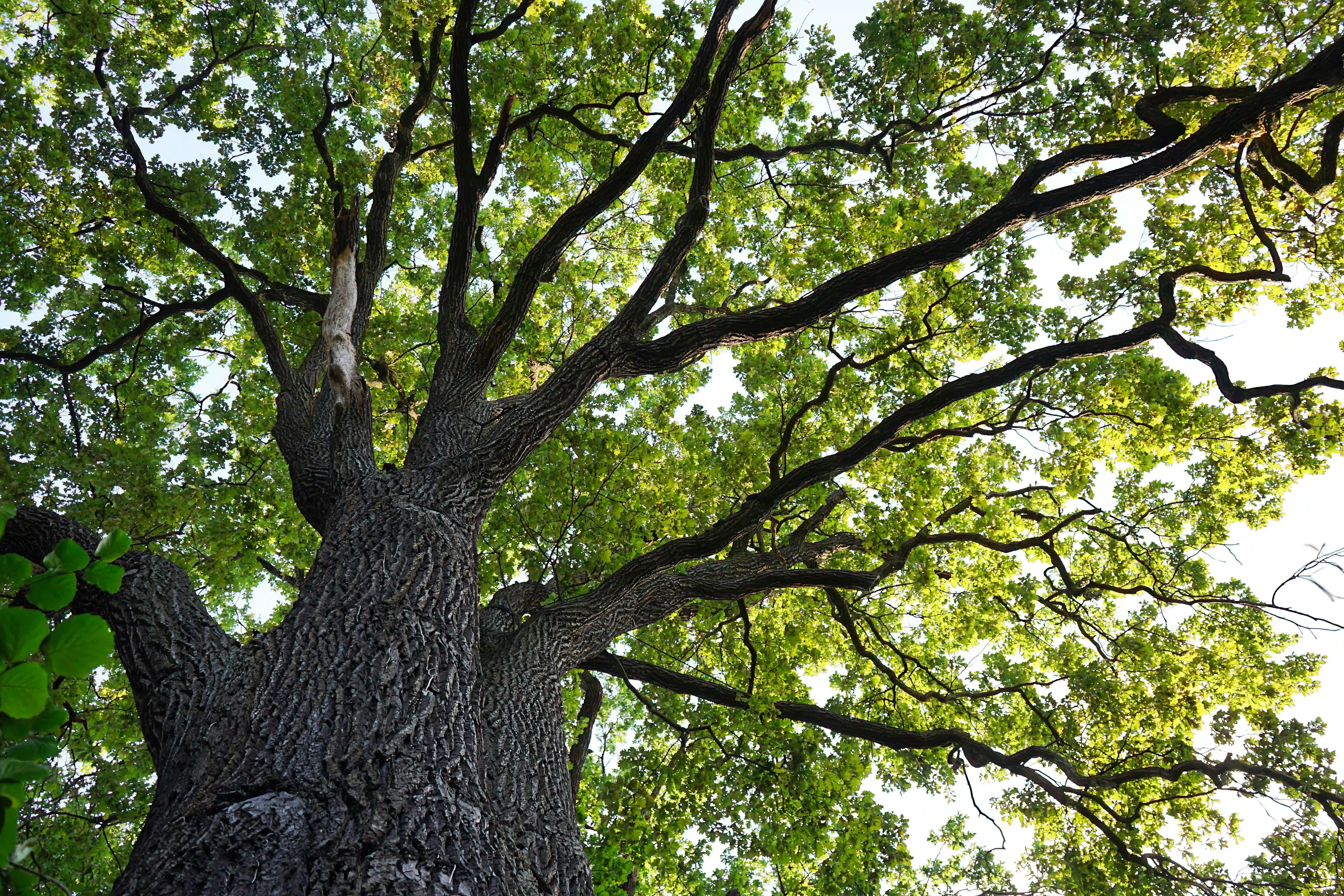 albero di farnia