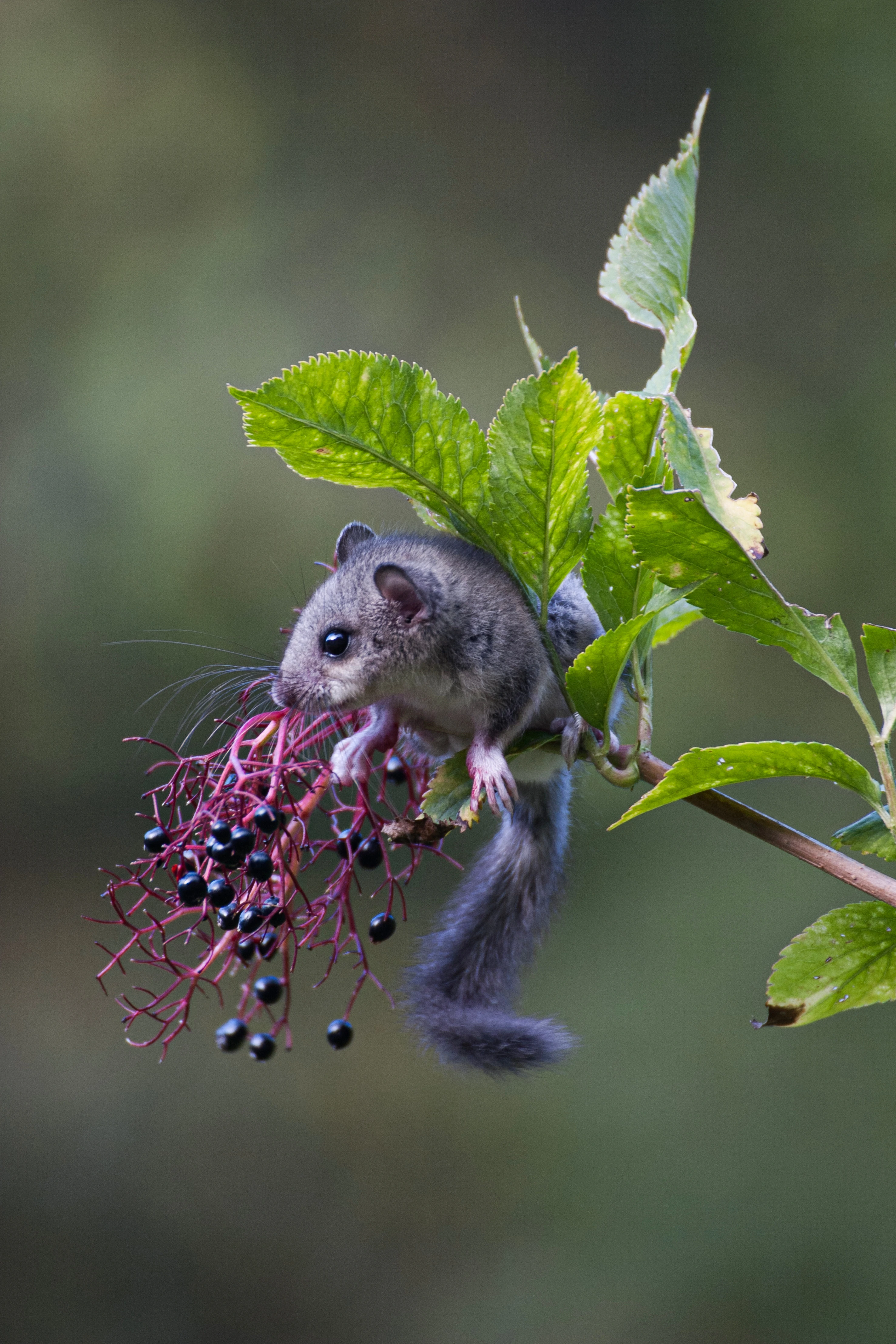 ghiro