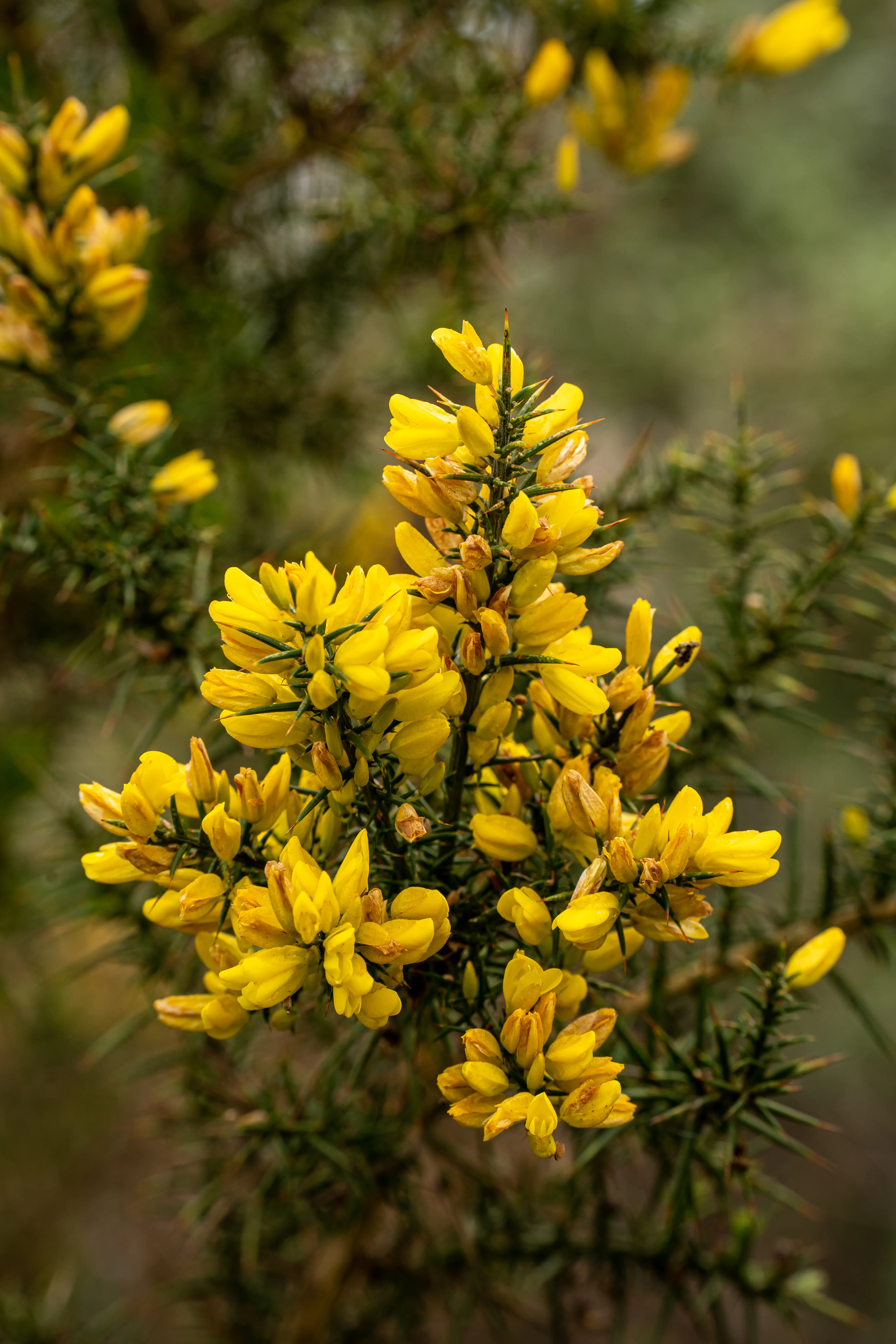 fiore di ginestra