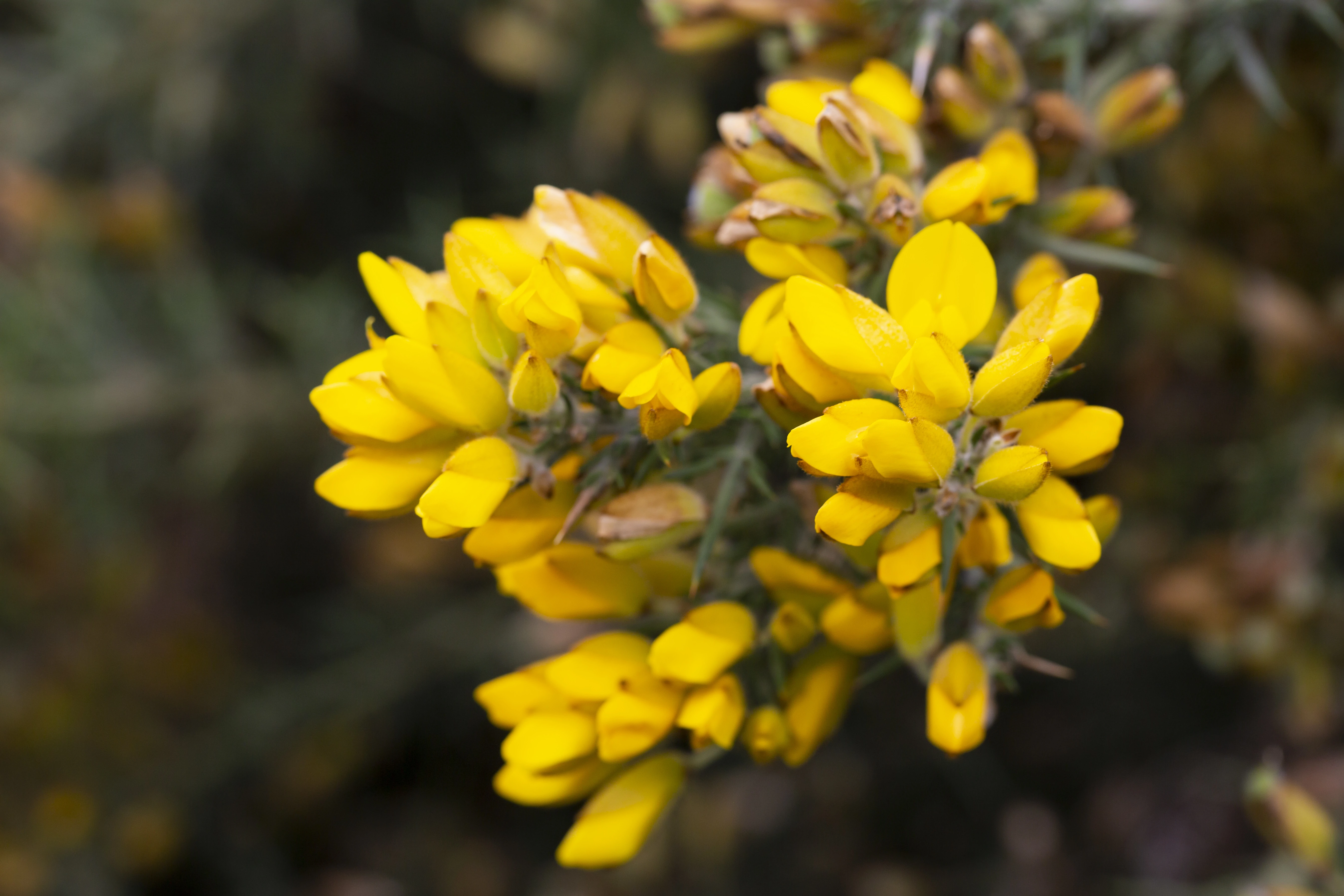 fiore di ginestra
