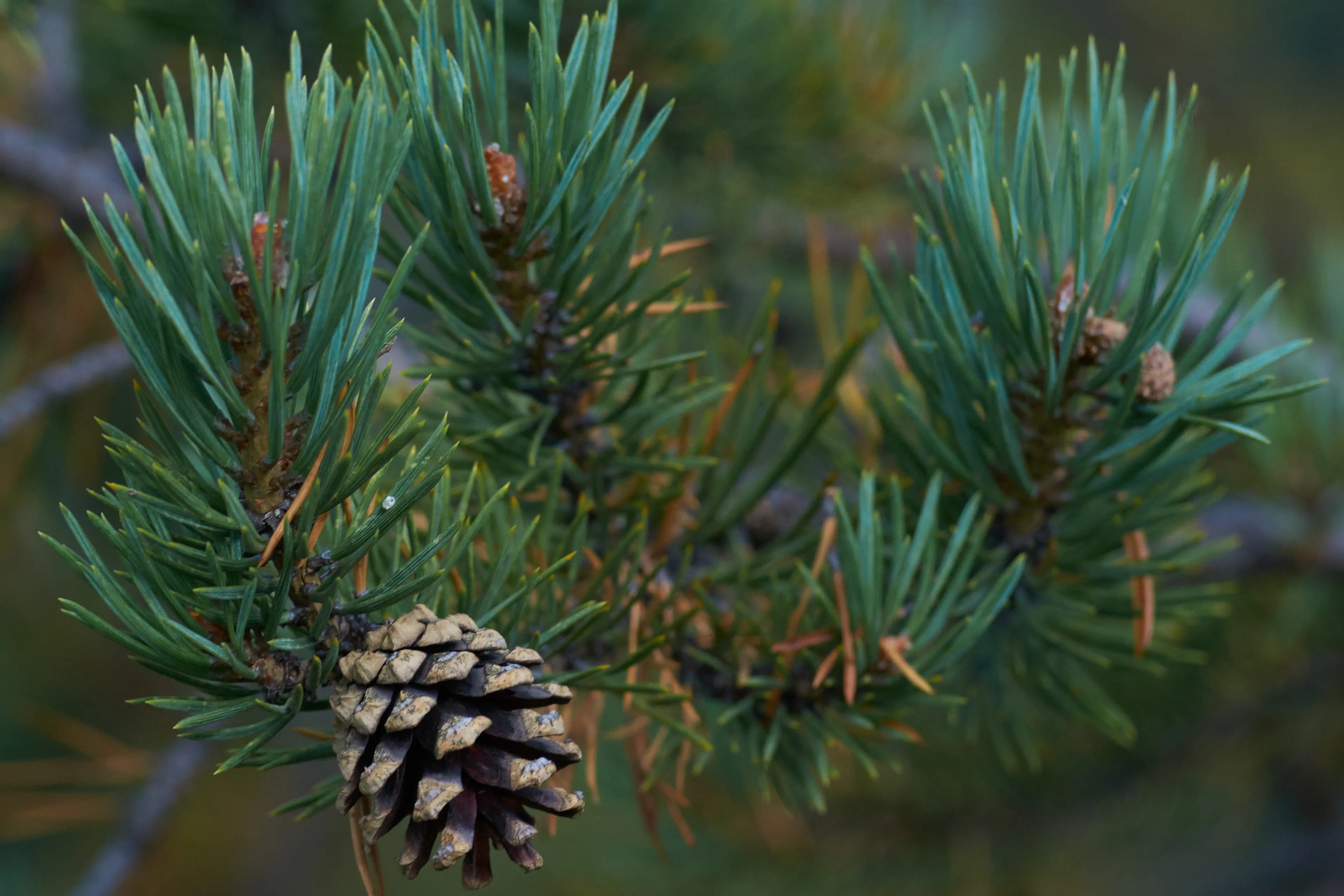 albero di pino