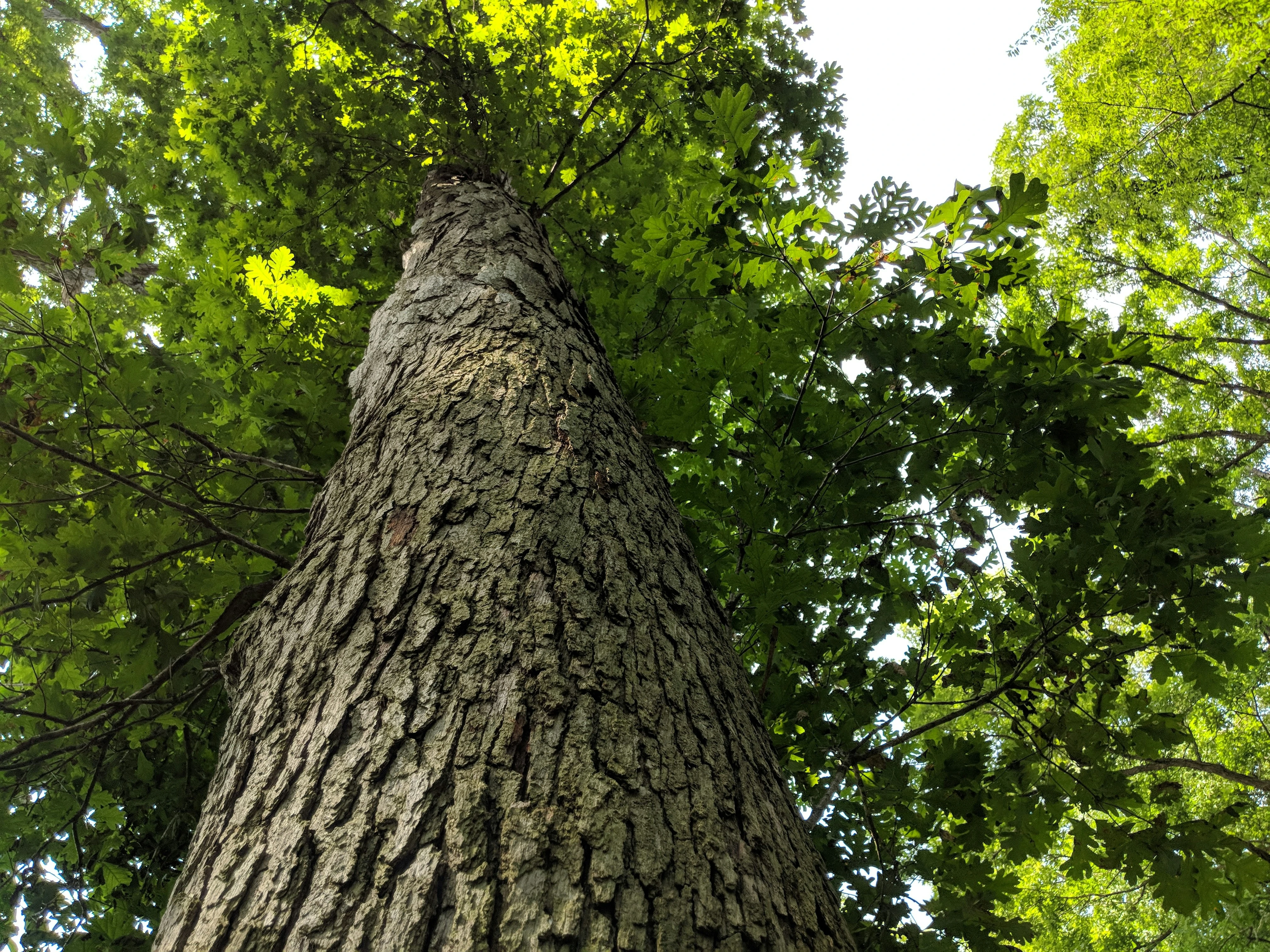 albero di rovere