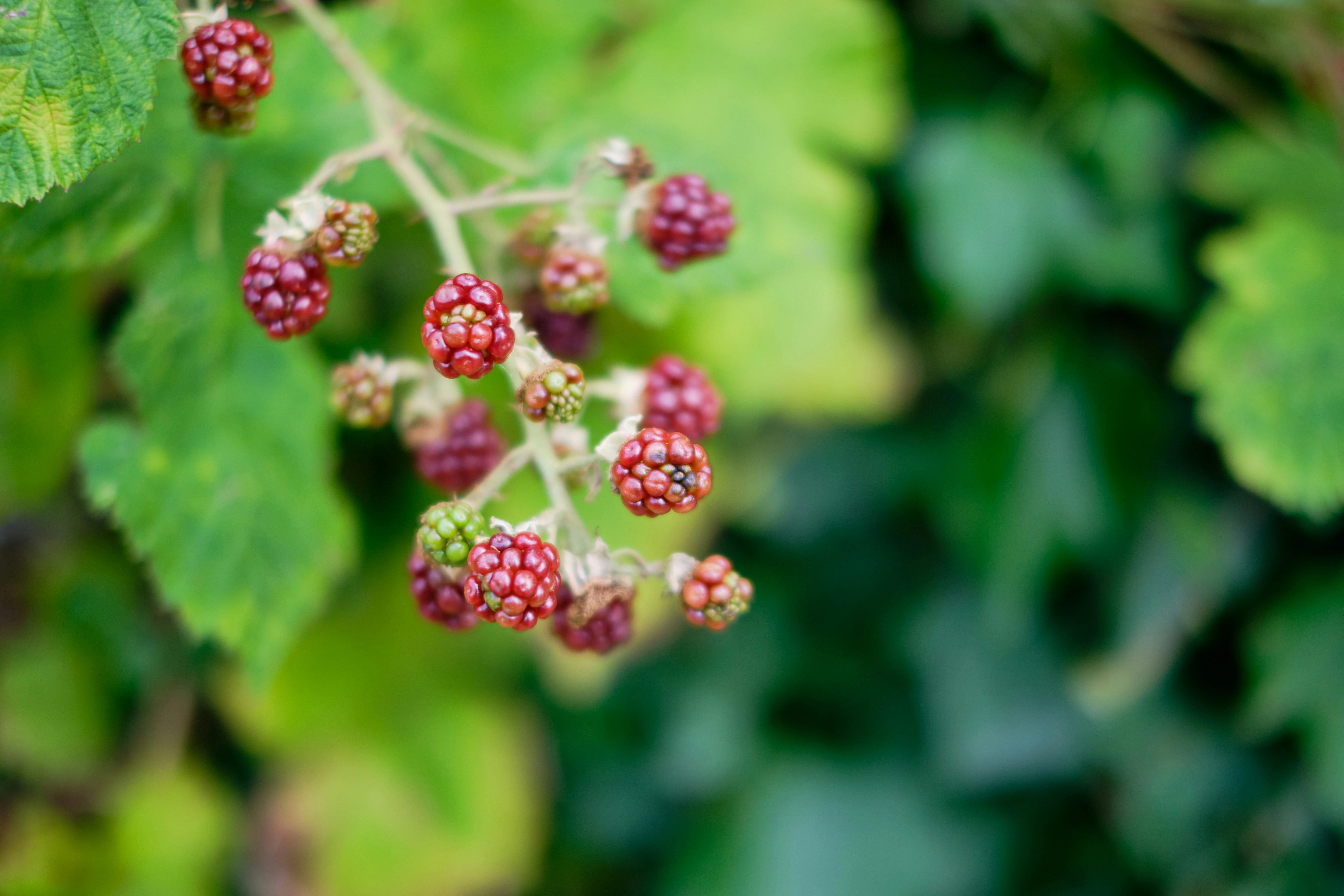 frutti more