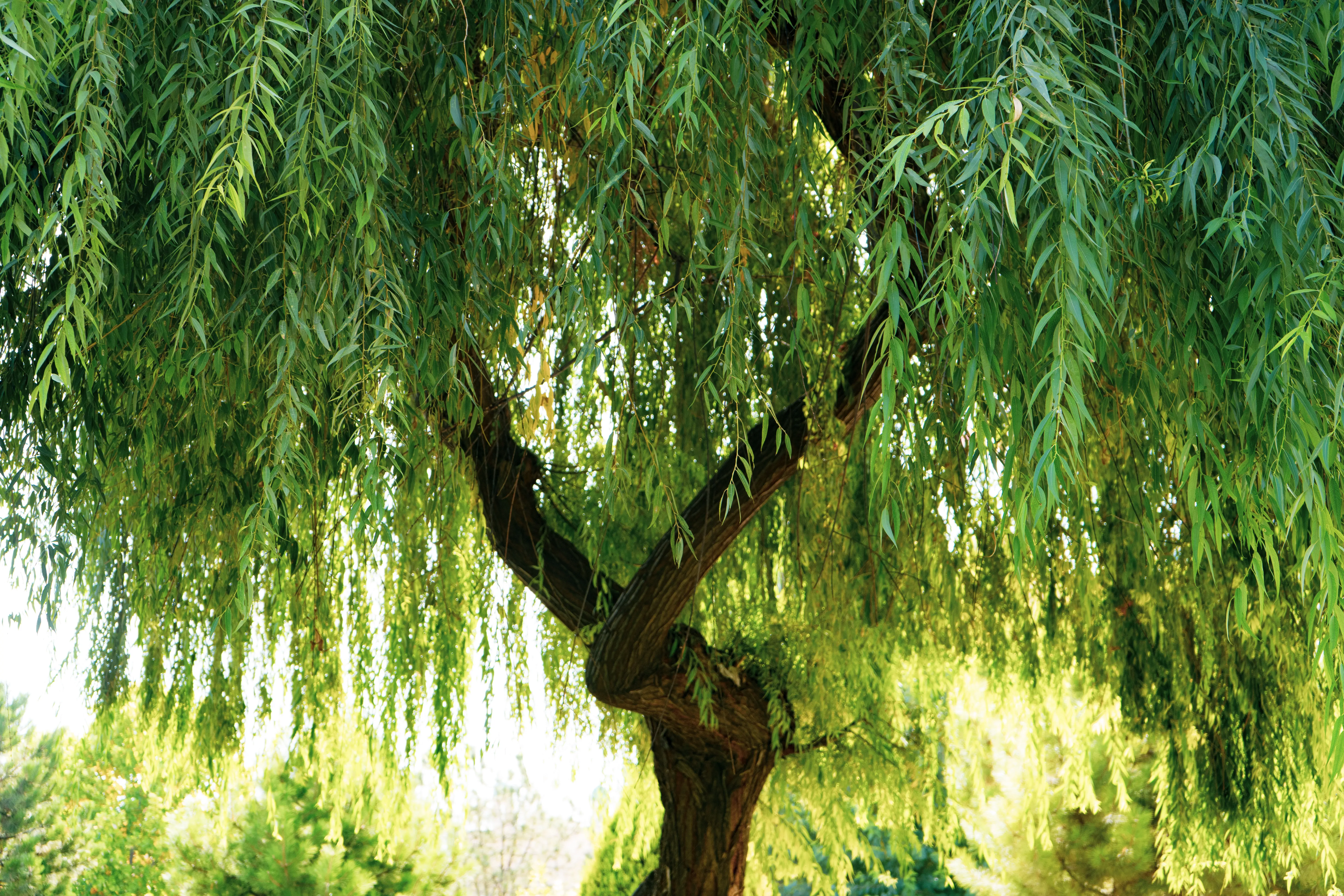 albero di salice