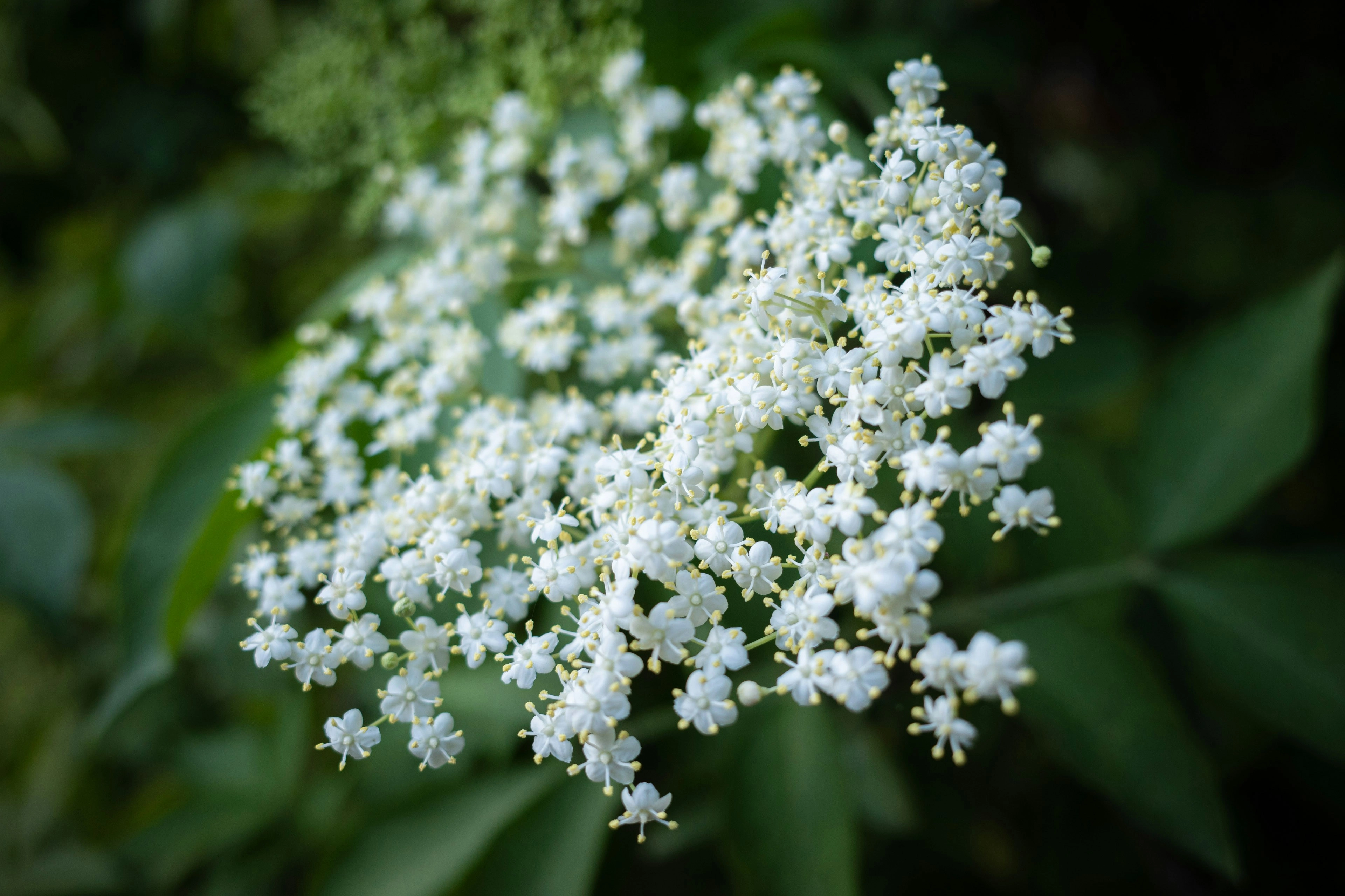 fiori di sambuco