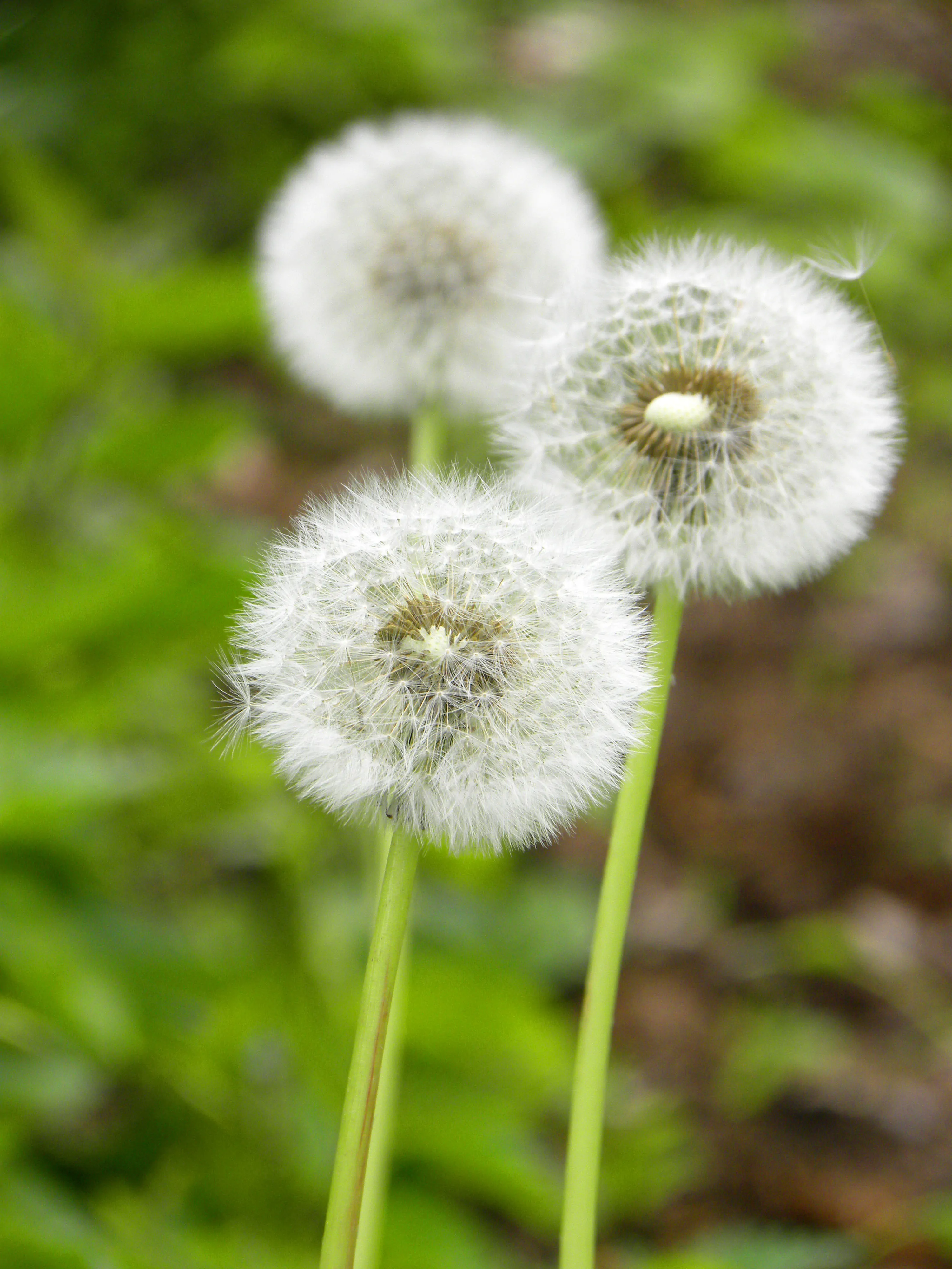 fiore di tarassaco - soffioni