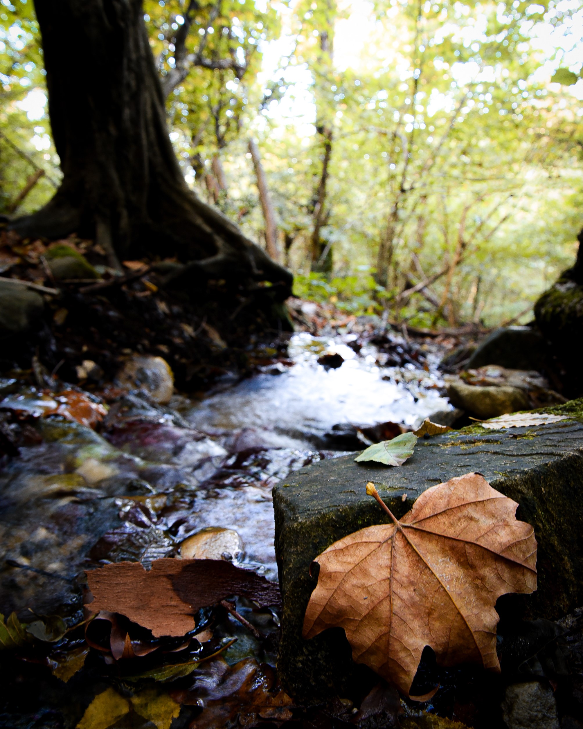 torrente in un bosco